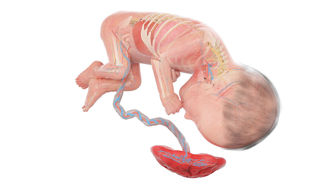 Human foetus anatomy at week 27, illustration