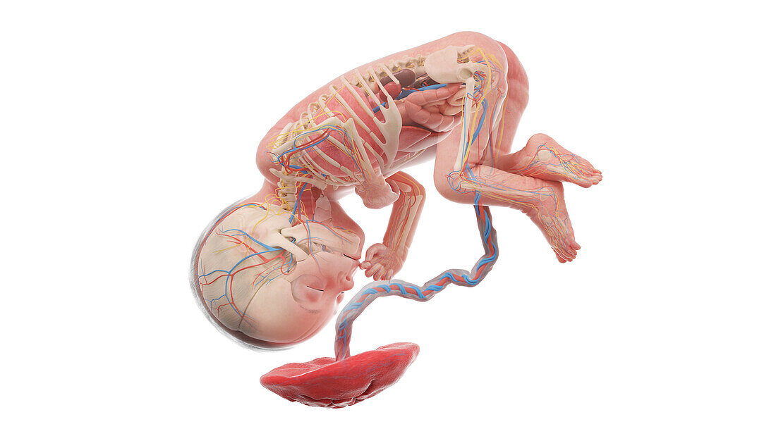 Human foetus anatomy at week 27, illustration