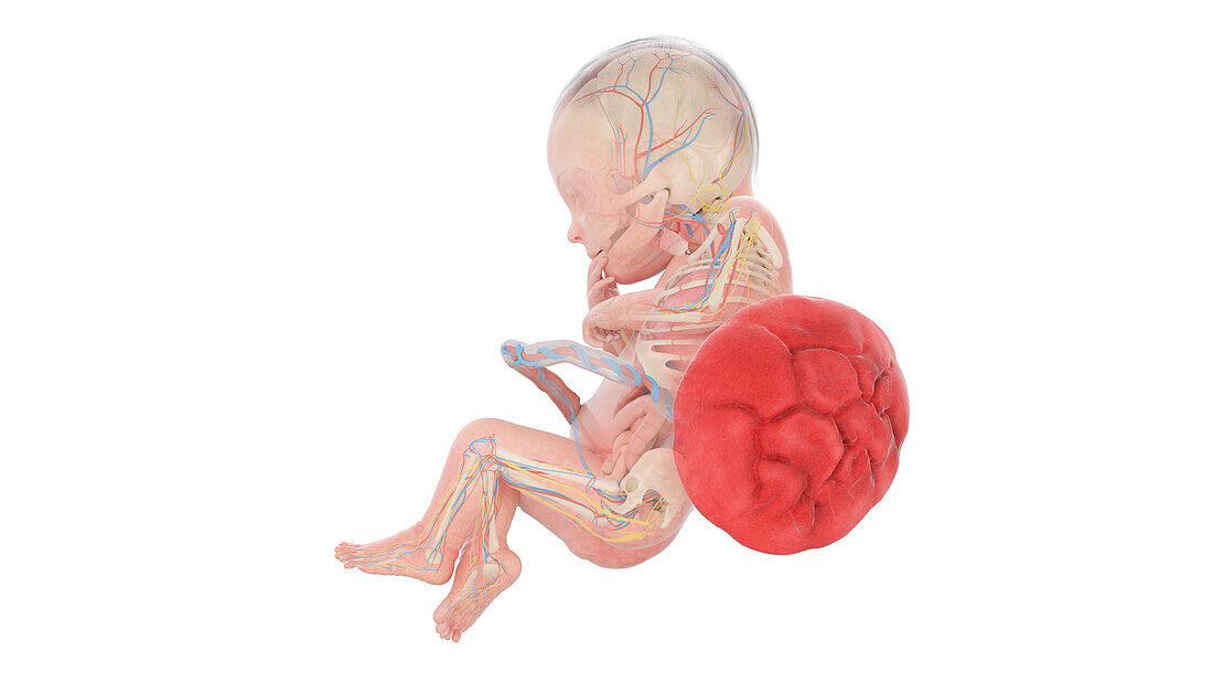 Human foetus anatomy at week 28, illustration