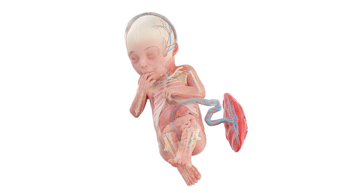 Human foetus anatomy at week 28, illustration