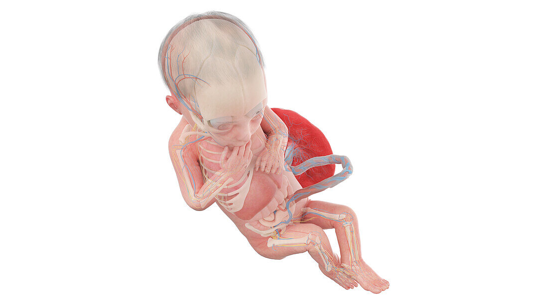 Human foetus anatomy at week 28, illustration
