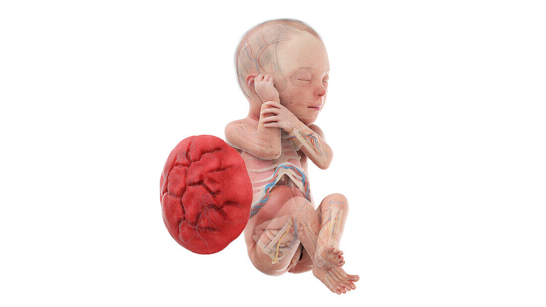 Human foetus anatomy at week 29, illustration