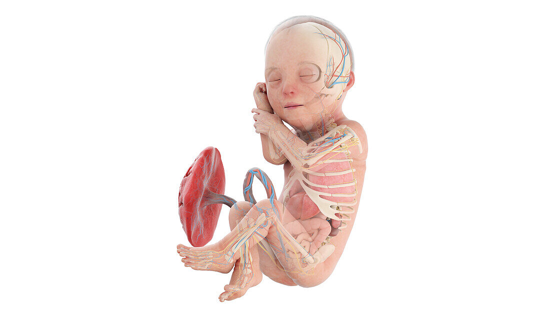 Human foetus anatomy at week 29, illustration