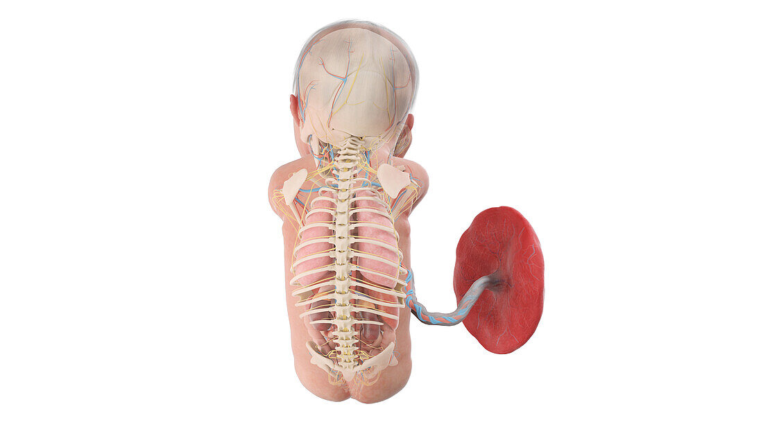 Human foetus anatomy at week 29, illustration