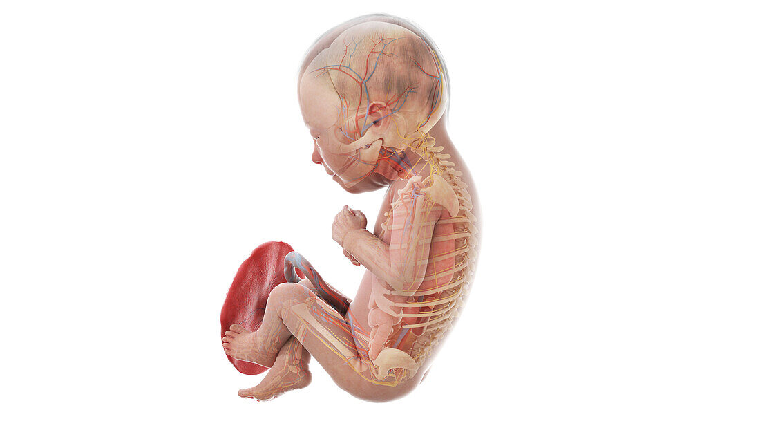 Human foetus anatomy at week 30, illustration
