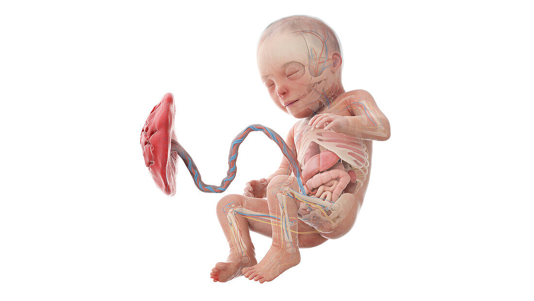 Human foetus anatomy at week 31, illustration