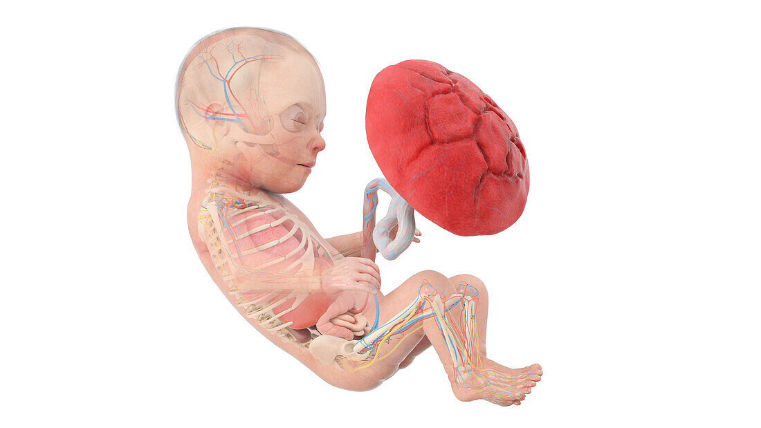 Human foetus anatomy at week 31, illustration