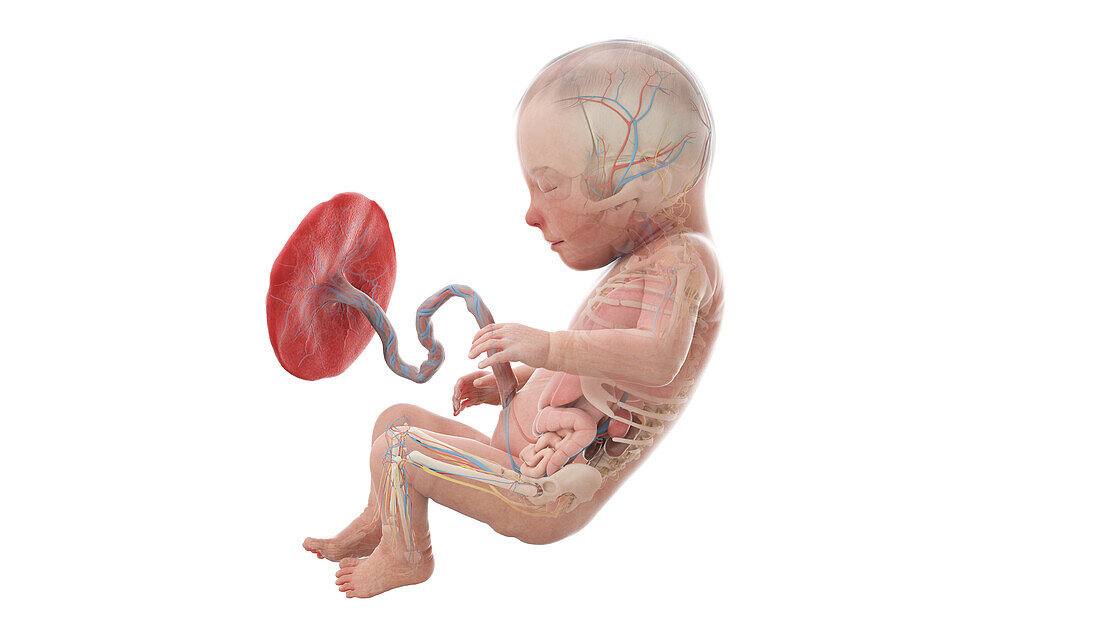 Human foetus anatomy at week 31, illustration