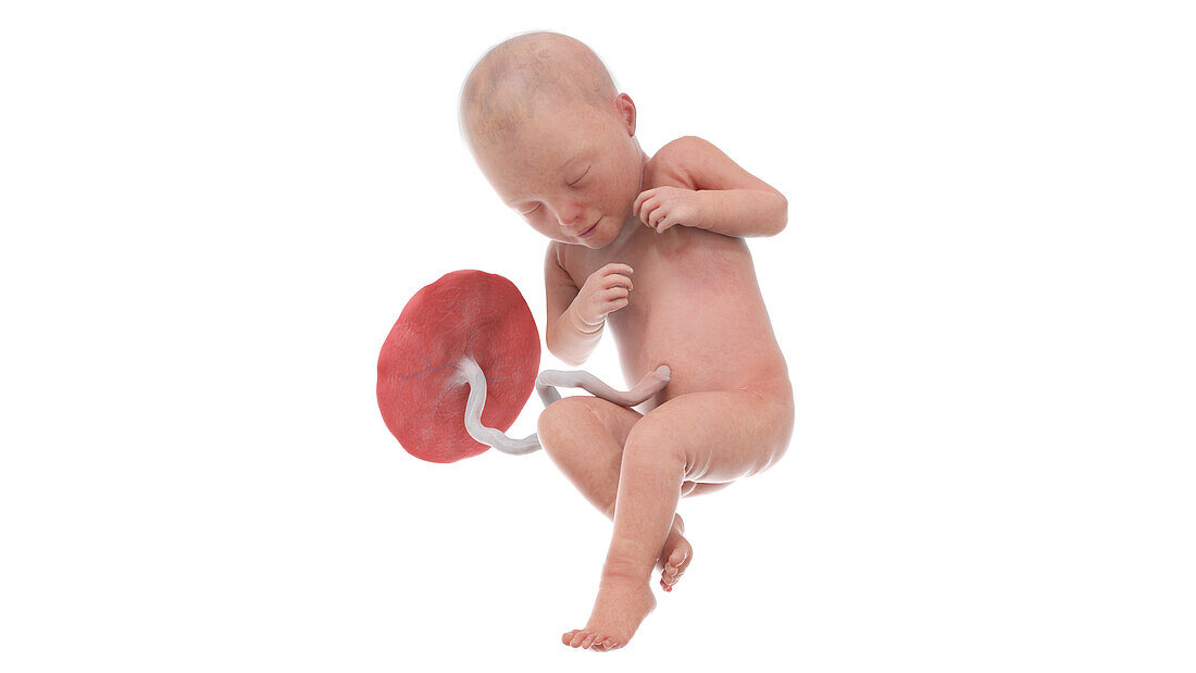 Human foetus at week 32, illustration