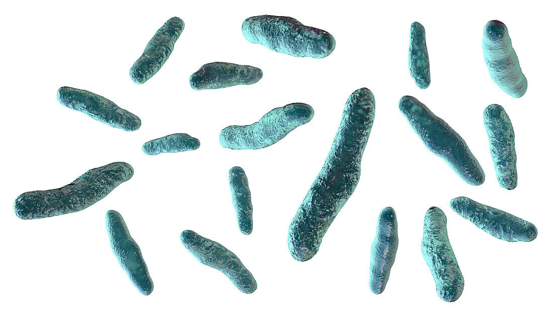 Bilophila wadsworthia bacteria, illustration