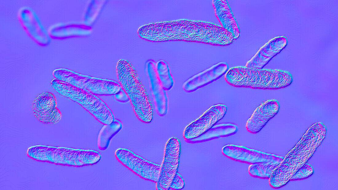 Sphingomonas bacteria, illustration