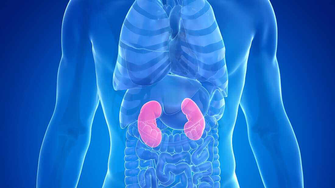 Human kidney, illustration