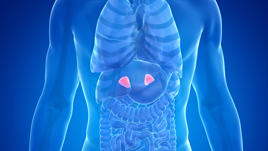 Human adrenal gland, illustration