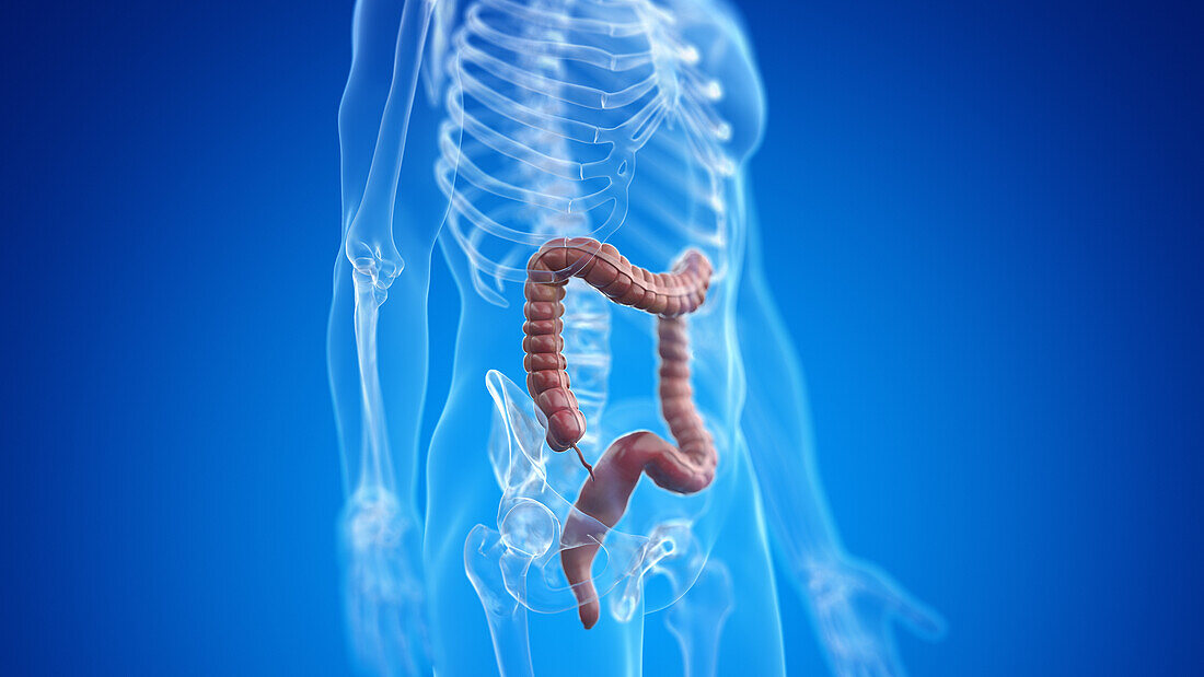 Human colon, illustration