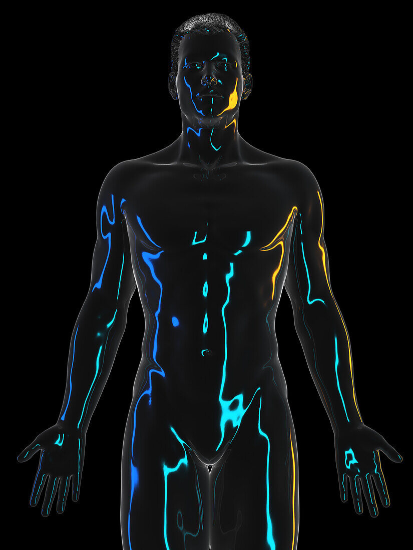Human body, illustration