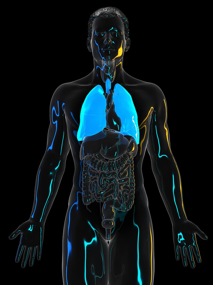 Human lung, illustration