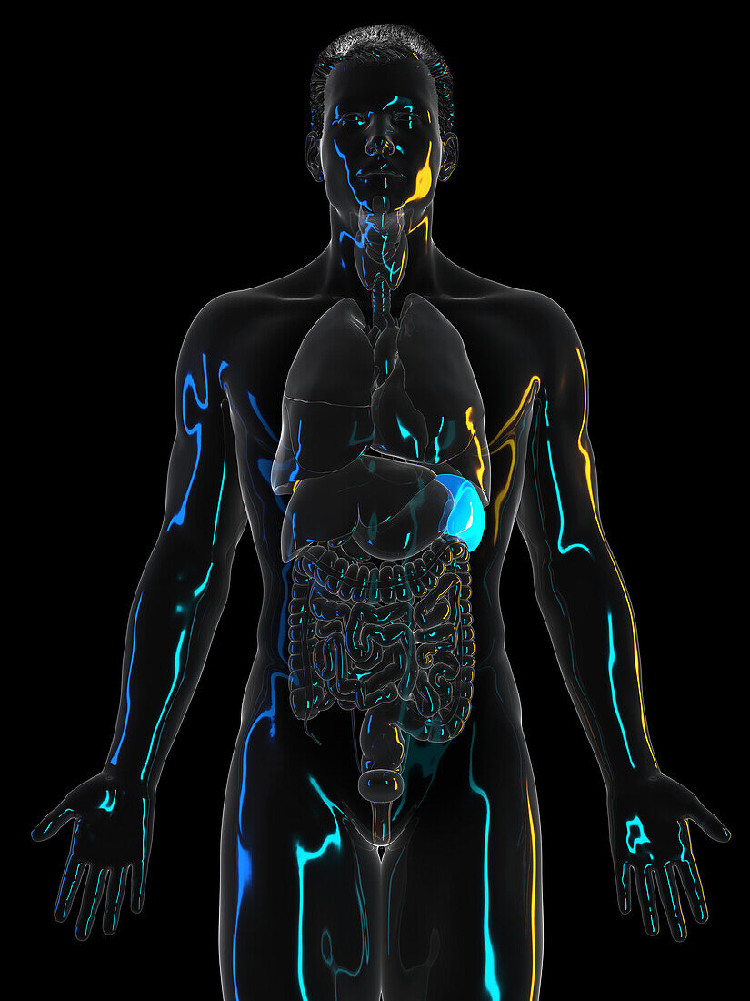 Human spleen, illustration
