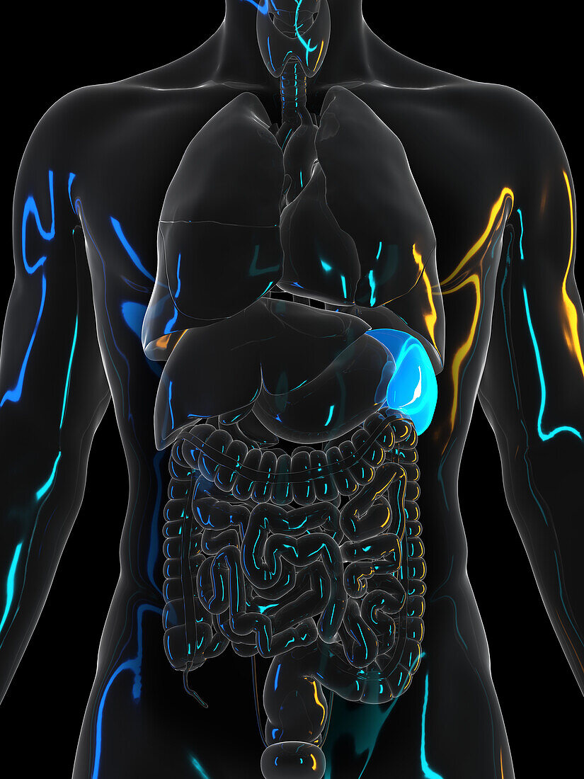 Human spleen, illustration