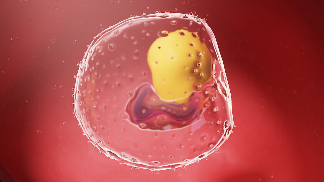 Human embryo at week 3, illustration