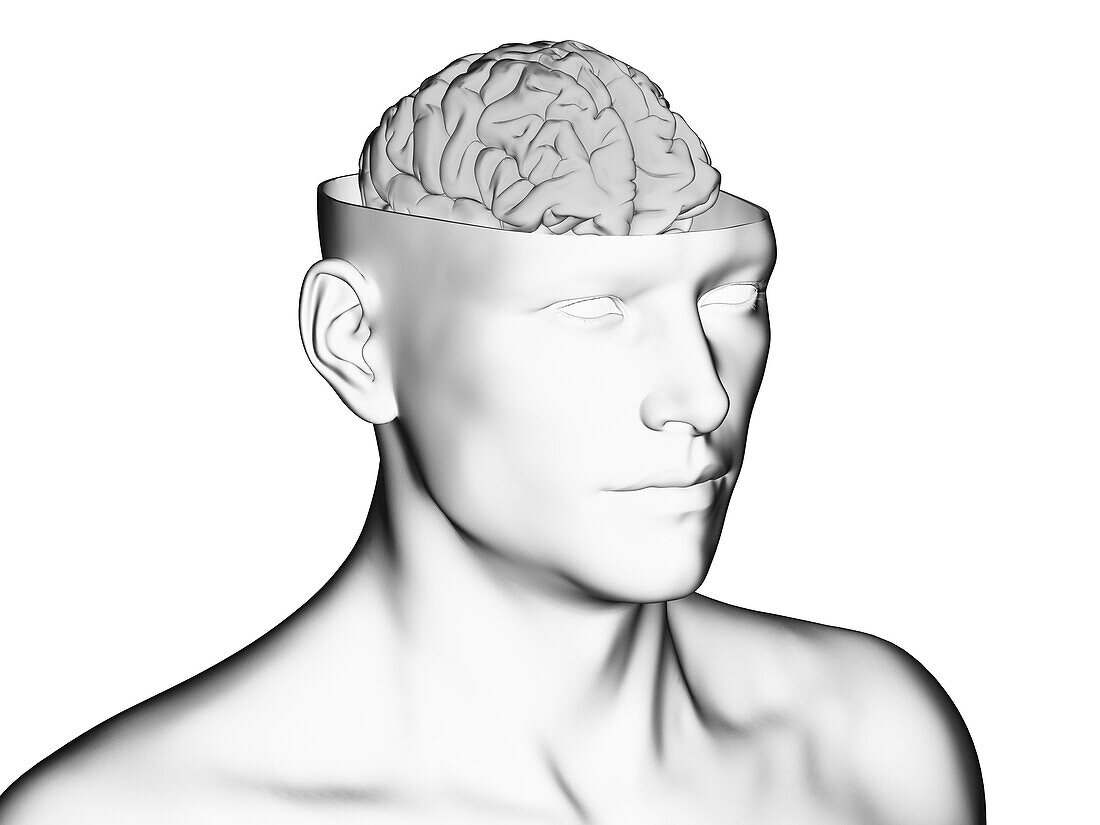 Brain in an open head, illustration