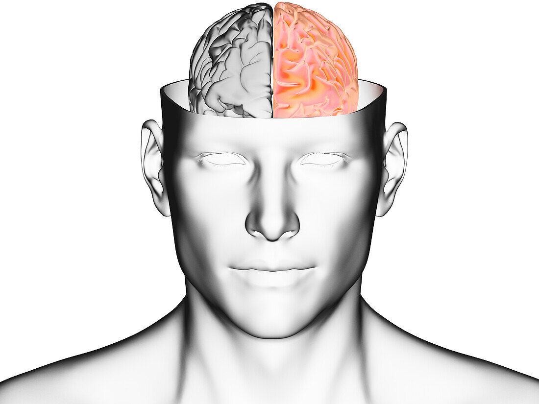 Brain hemispheres, illustration