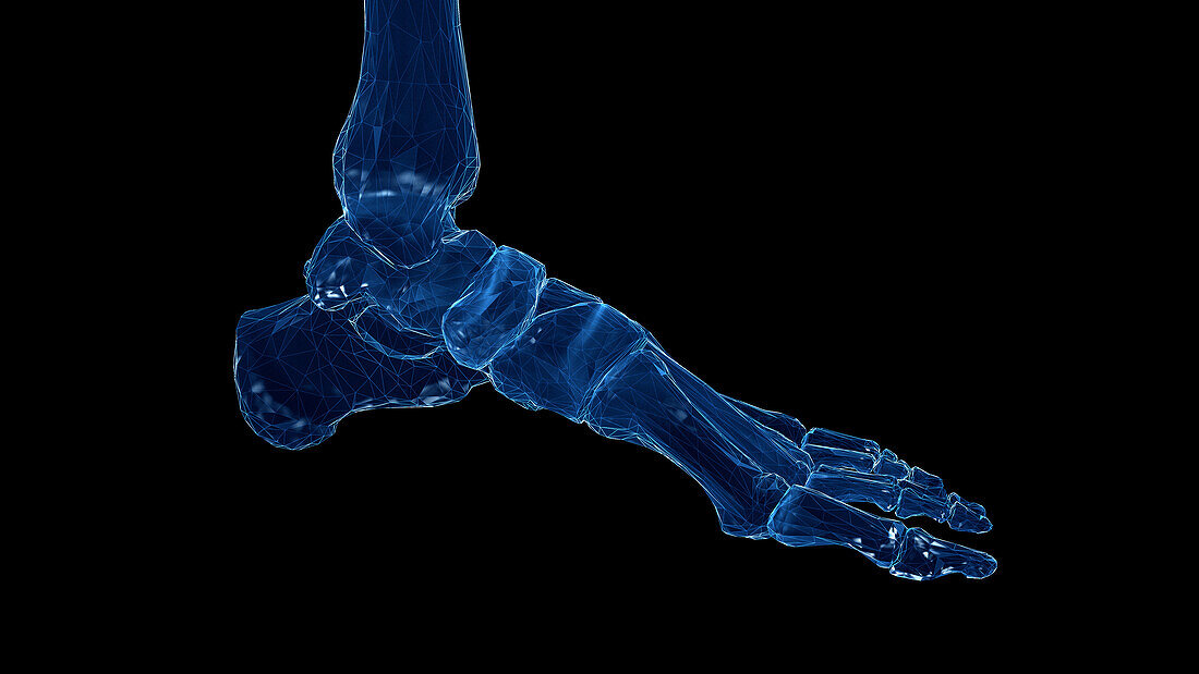 Skeletal foot, illustration
