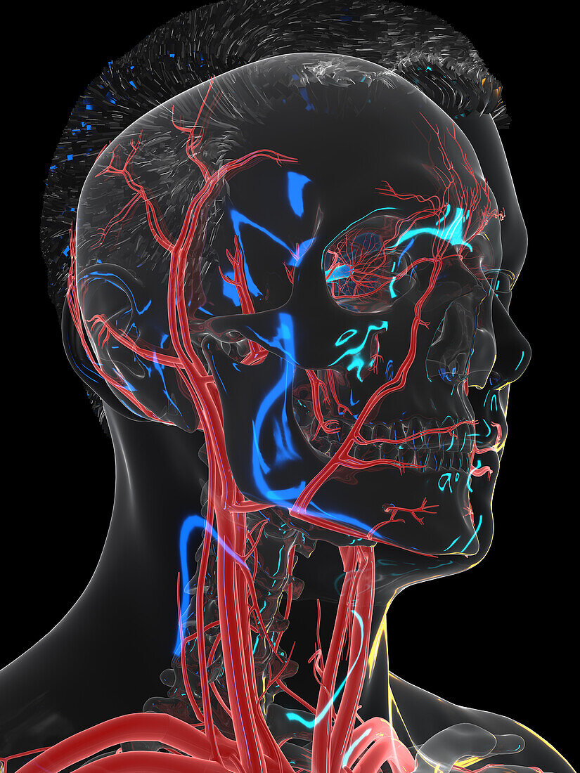 Vascular system of the head, illustration