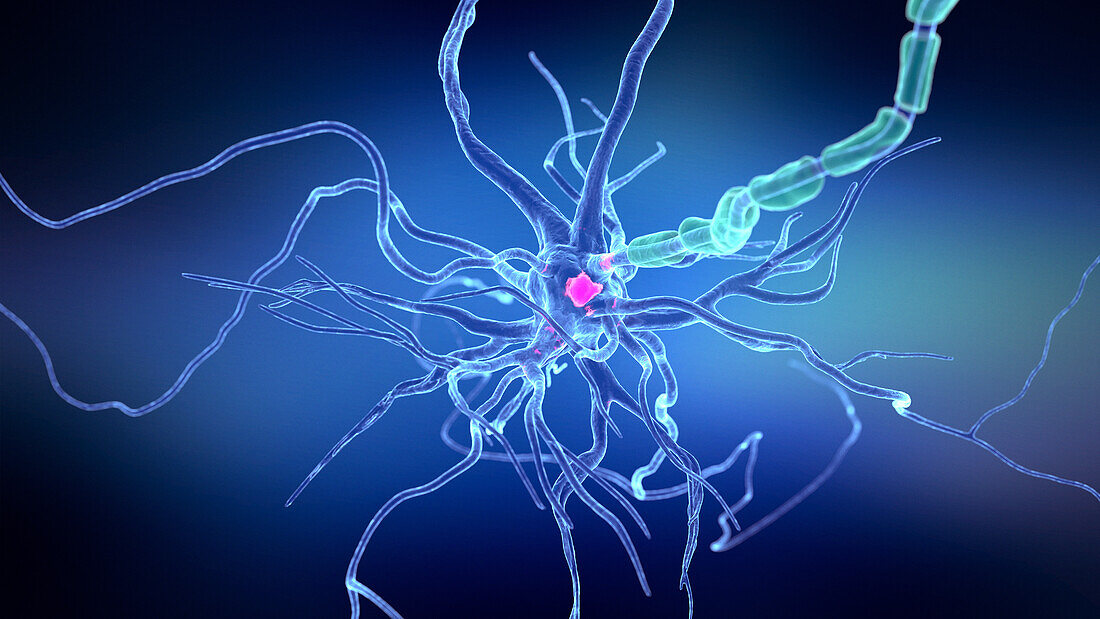 Human nerve cell, illustration