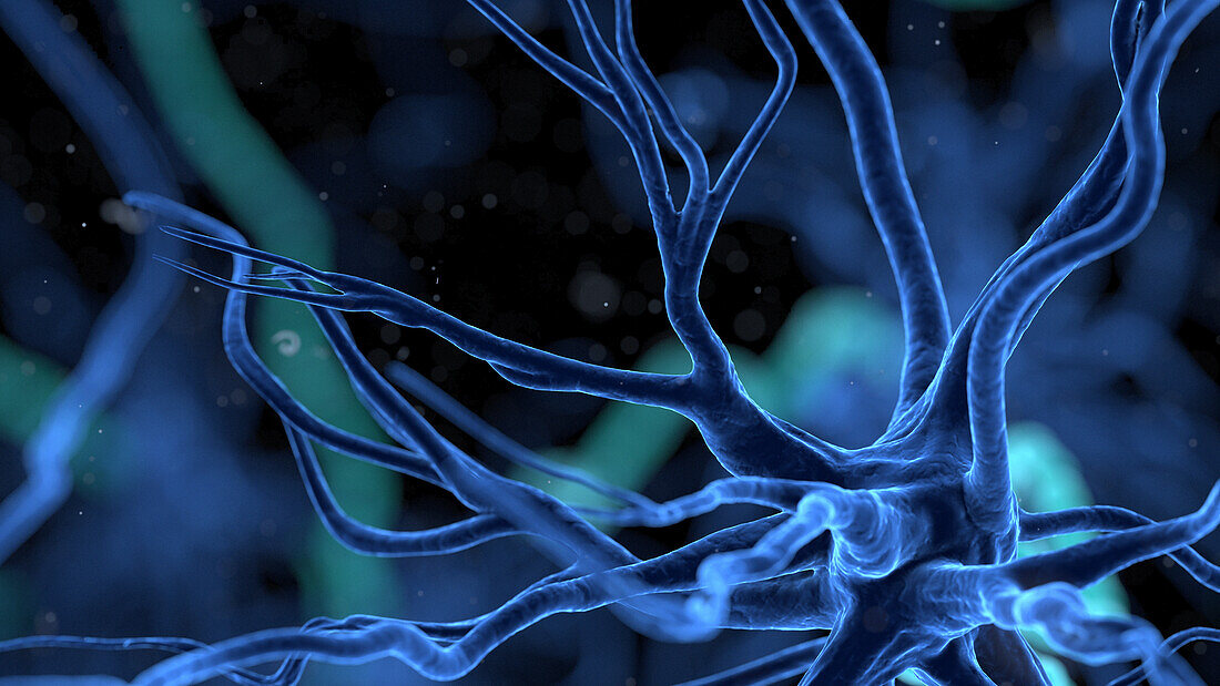 Human nerve cell, illustration