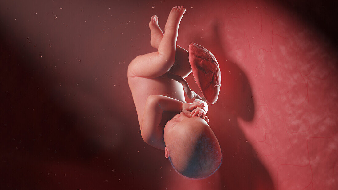 Human fetus at week 41, illustration