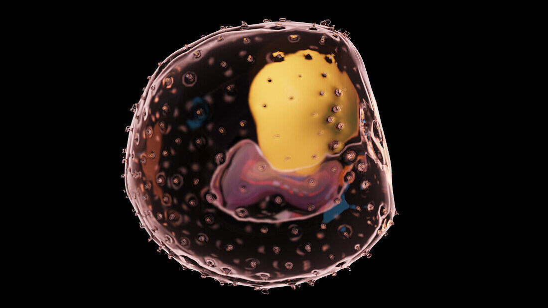 Embryo at week 3, illustration