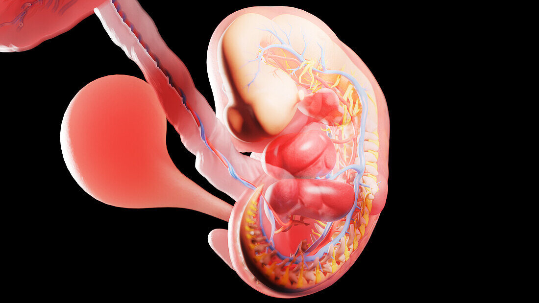 Embryo at week 6, illustration