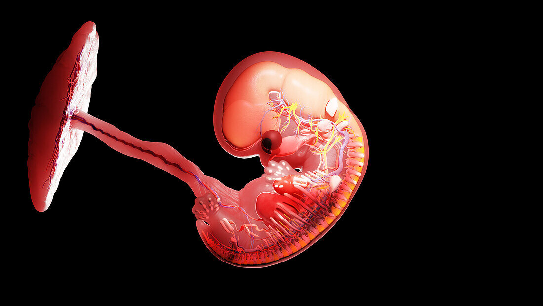 Embryo at week 8, illustration