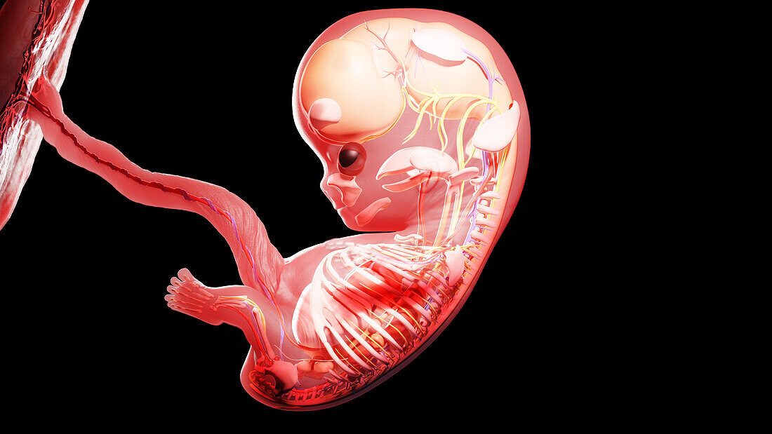 Human fetus at week 9, illustration