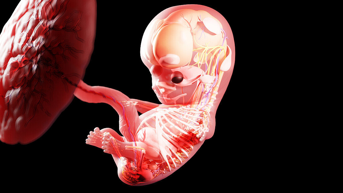 Human fetus at week 9, illustration