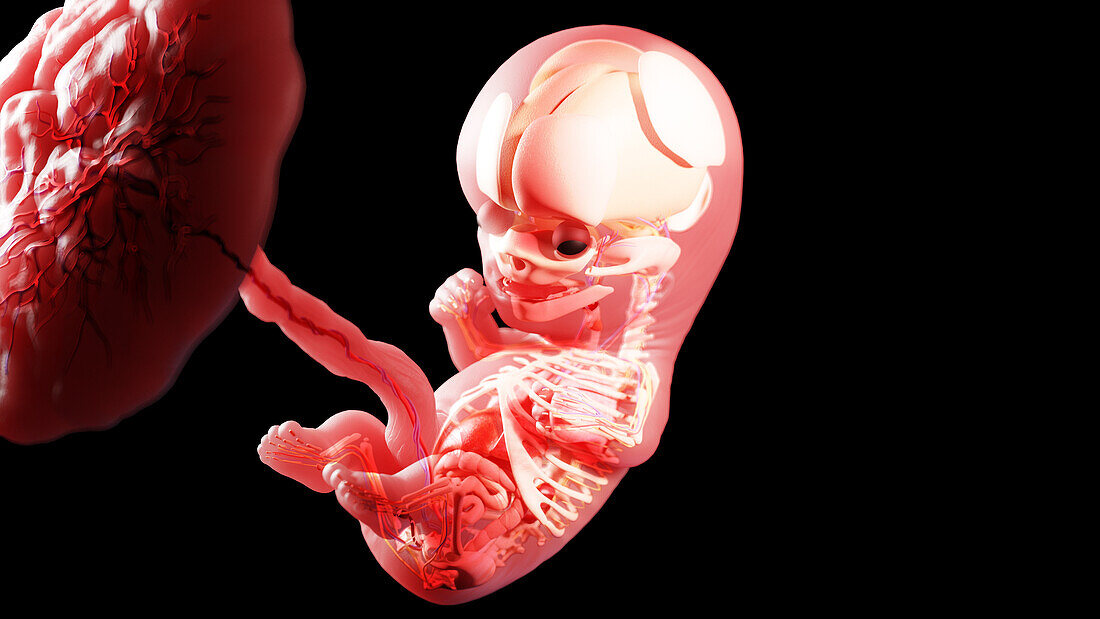 Human fetus at week 10, illustration