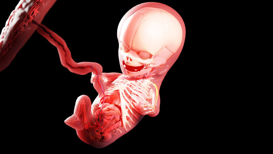 Human fetus at week 11, illustration