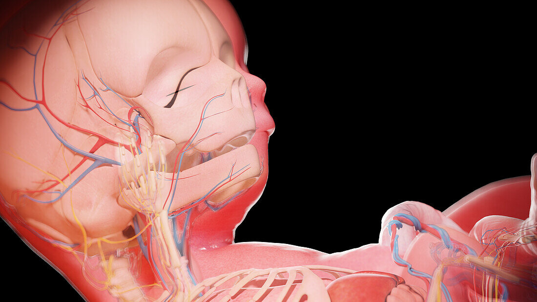 Human fetus at week 13, illustration