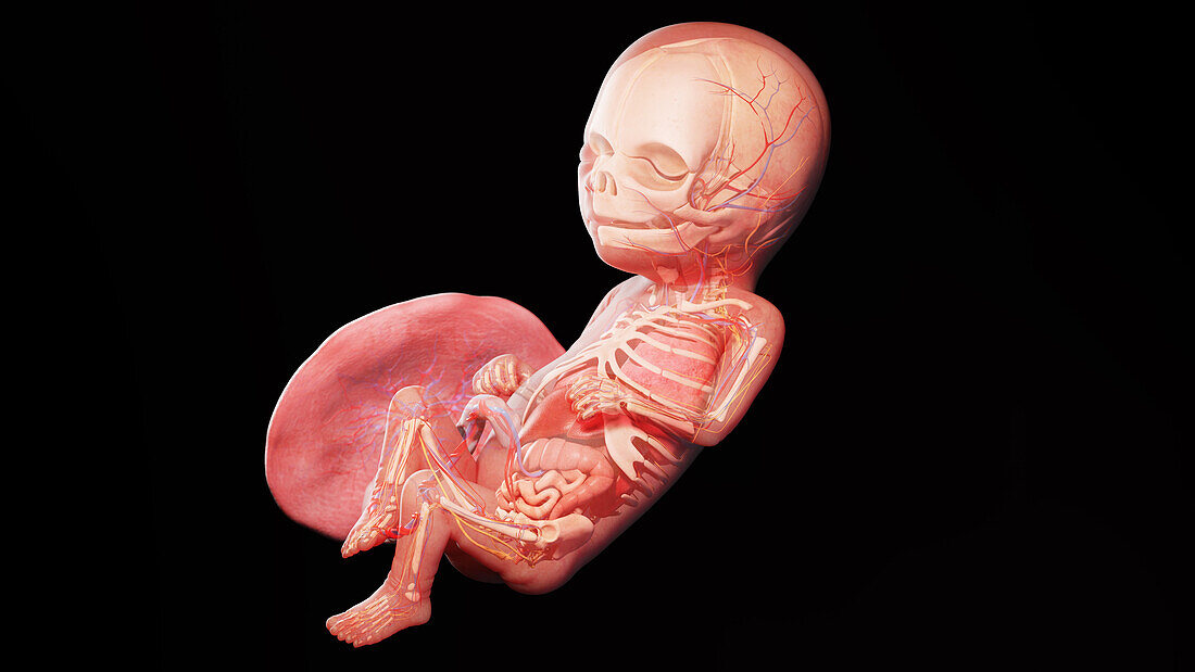 Human fetus at week 16, illustration