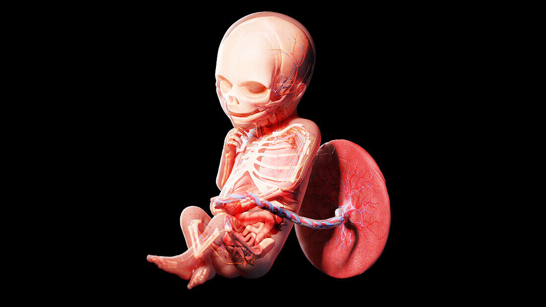 Human fetus at week 19, illustration