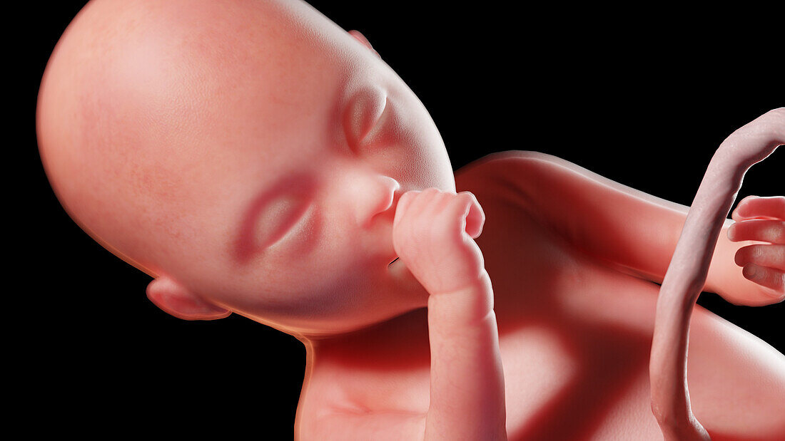 Human fetus at week 20, illustration