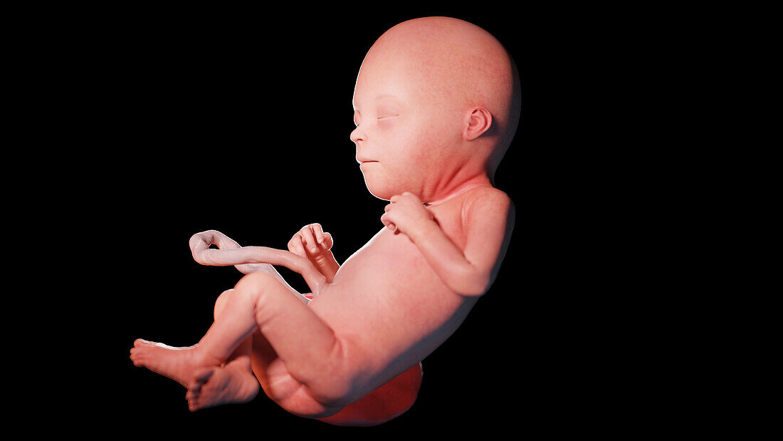 Human fetus at week 22, illustration