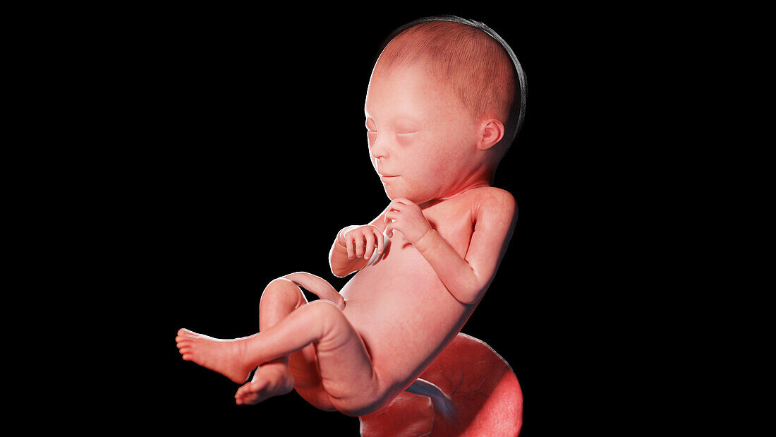 Human fetus at week 23, illustration