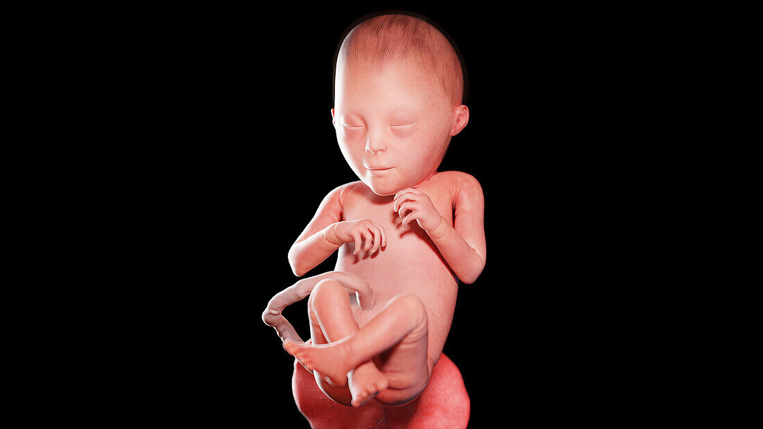 Human fetus at week 23, illustration