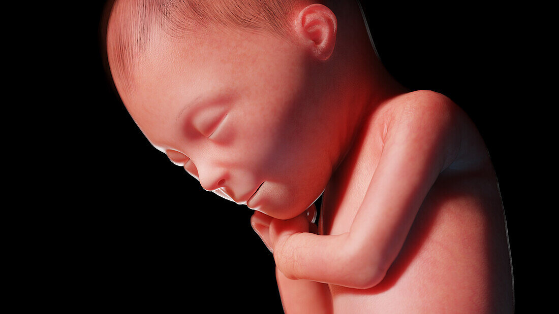 Human fetus at week 24, illustration