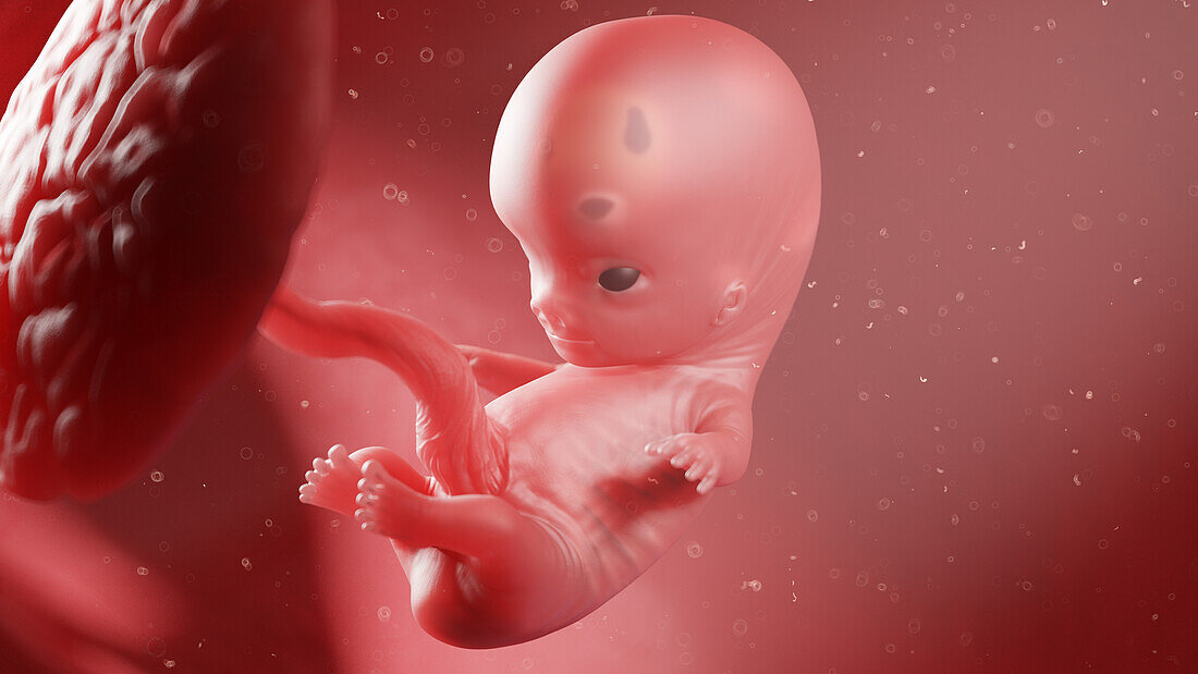 Human fetus at week 9, illustration