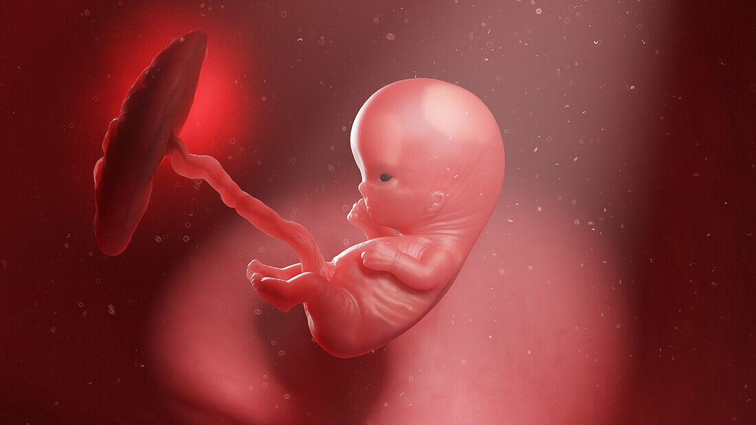 Human fetus at week 10, illustration