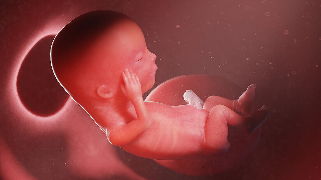 Human fetus at week 13, illustration