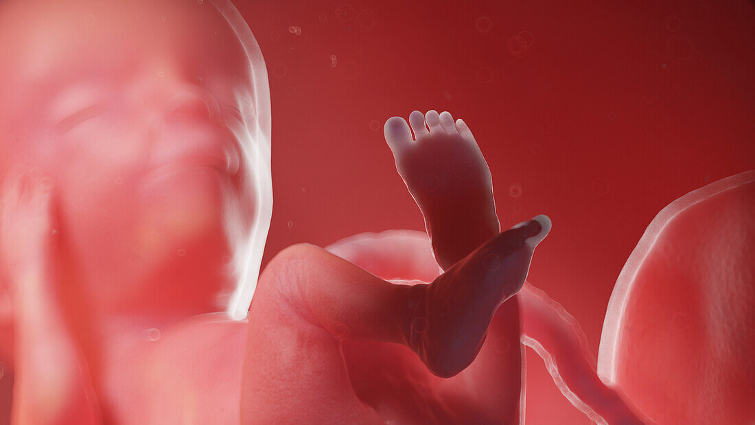 Human fetus at week 13, illustration