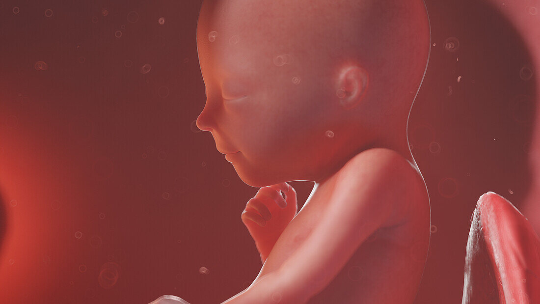 Human fetus at week 19, illustration